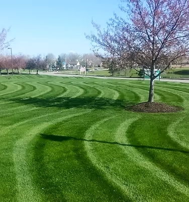 Healthy green turf maintained through a seasonal fertilization program